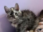 Harmony sliver torbi - Maine Coon Kitten For Sale - St&period; Louis&comma; MO&comma; US