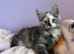 Hazel silver torbi - Maine Coon Kitten For Sale - St&period; Louis&comma; MO&comma; US
