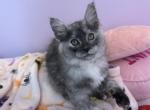 Hope silver torbi - Maine Coon Kitten For Sale - St&period; Louis&comma; MO&comma; US