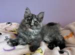 Harley silver torbi - Maine Coon Kitten For Sale - St&period; Louis&comma; MO&comma; US