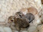 Litter of papered British Shorthair and longhair k - British Shorthair Kitten For Sale - City Of Spokane Valley&comma; WA&comma; US