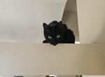 Phoebe and Fiona - Domestic Kitten For Adoption - Westminster&comma; CO&comma; US