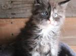 Eve Black Smoke - Maine Coon Kitten For Sale - Snowflake&comma; AZ&comma; US