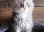 Adam Silver Tabby - Maine Coon Kitten For Sale - Snowflake&comma; AZ&comma; US