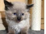 Siamese - Siamese Kitten For Sale - Conger&comma; IA&comma; US
