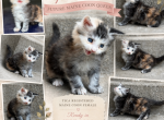 Opossum - Maine Coon Kitten For Sale - Bushnell&comma; IL&comma; US
