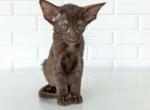 Oriental Shorthair Yellow Collar female - Oriental Kitten For Sale - Hollywood&comma; FL&comma; US