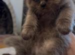 Chocolate chip - Ragdoll Kitten For Sale - San Diego&comma; CA&comma; US