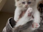 Angelica - Ragdoll Kitten For Sale - San Diego&comma; CA&comma; US