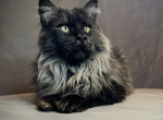 Maine Coon Studs - Maine Coon Cat For Sale - La Belle&comma; FL&comma; US