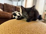 TBD - Polydactyl Kitten For Adoption - Nashville&comma; TN&comma; US