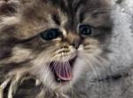 RESERVED Green Jasper - Persian Kitten For Sale - Cayce&comma; SC&comma; US