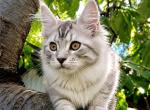 Silver Maine Coon www lynxrunecode com - Maine Coon Kitten For Sale - 