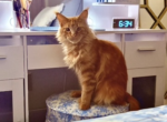 Peach - Maine Coon Cat For Adoption - Columbia&comma; MO&comma; US