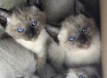 Diors kittens - Siamese Kitten For Sale - Middletown&comma; CT&comma; US