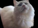 Kats ravishing ragdolls Summer litter - Ragdoll Kitten For Sale - Lancaster&comma; PA&comma; US