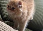 Persian Kittens - Persian Kitten For Sale - Austin&comma; TX&comma; US