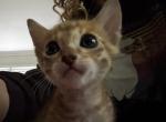Fro kittens - Bengal Kitten For Sale - 