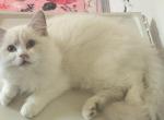 Future STUD Kats ravishing ragdolls lilac bicolor - Ragdoll Kitten For Sale/Service - 