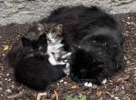 Farm manx kittens - Manx Kitten For Sale - 