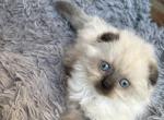 Jerry - Scottish Straight Kitten For Sale - New York&comma; NY&comma; US
