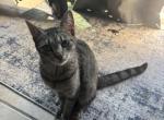 Pancake Jazwell - Domestic Cat For Sale - VA&comma; US