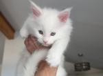 Ice - Maine Coon Kitten For Sale - Berlin&comma; MD&comma; US