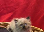 Seal point chocolate carrier - Minuet Kitten For Sale - Milford&comma; OH&comma; US