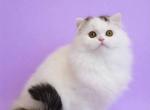 Una - Scottish Fold Kitten For Sale - New York&comma; NY&comma; US