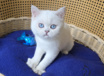 Aurora - Scottish Straight Kitten For Sale - 