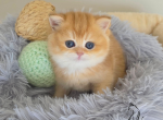 Cassia - British Shorthair Kitten For Sale - TN&comma; US