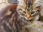 Leo - Domestic Kitten For Sale - MA&comma; US