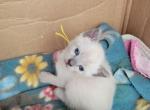 Blue point girl yellow collar - Siamese Kitten For Sale - 