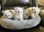 Rumi's Litter All Reserved - Ragdoll Kitten For Sale - Columbia&comma; MD&comma; US
