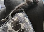 Finn - Maine Coon Kitten For Sale - Battle Creek&comma; MI&comma; US