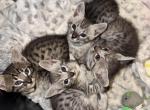 Wednesday & Jasper - Savannah Kitten For Sale - Noblesville&comma; IN&comma; US