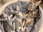 Princess and Jasper - Savannah Kitten For Sale - Noblesville&comma; IN&comma; US
