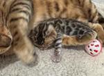 Martini & Thor - Bengal Kitten For Sale - Noblesville&comma; IN&comma; US