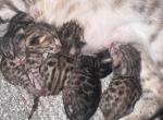 Sassy & Magic Mike - Bengal Kitten For Sale - Noblesville&comma; IN&comma; US