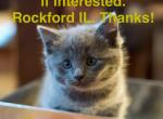 Cute Kittens - Russian Blue Kitten For Sale - Rockford&comma; IL&comma; US