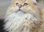 Blaise - British Shorthair Kitten For Sale - Chandler&comma; AZ&comma; US