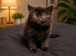 Trix - Exotic Kitten For Sale - Utica&comma; OH&comma; US