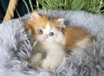 Cubby - British Shorthair Kitten For Sale - TN&comma; US