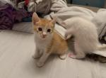 Chucky - Siamese Kitten For Sale - Long Beach&comma; CA&comma; US