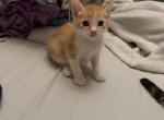 Jack - Siamese Kitten For Sale - Long Beach&comma; CA&comma; US