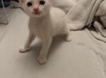 Sunny - Siamese Kitten For Sale - Long Beach&comma; CA&comma; US