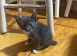 Little Darling girl manx - Manx Kitten For Sale - Cushing&comma; TX&comma; US