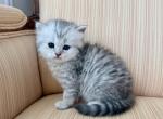 British Silver Tabby Longhair Female - British Shorthair Kitten For Sale - 