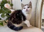 British Shorthair Bicolor Male - British Shorthair Kitten For Sale - 