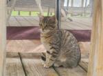 Sophie - Domestic Kitten For Sale - MA&comma; US